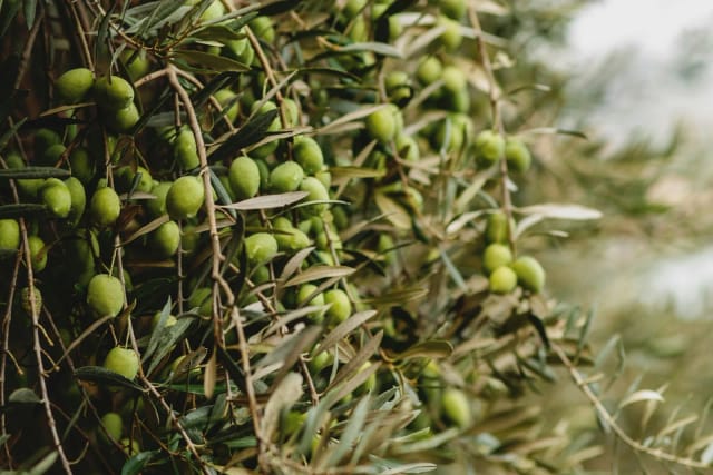 Aceite de Oliva en la Cosmética Natural