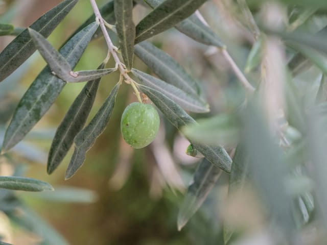 Usos Clínicos del Aceite de Oliva: Aplicaciones Médicas Probadas