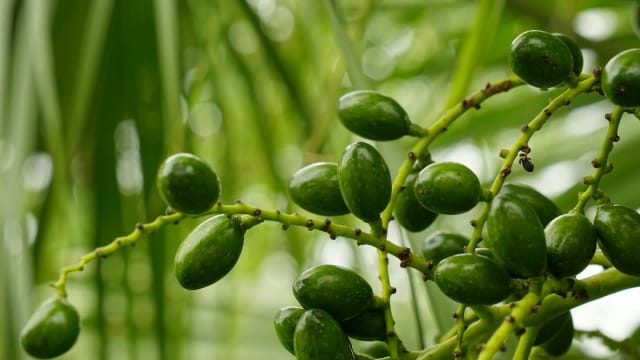AOVE vs Aceite de Palma: Comparación Nutricional y Ambiental