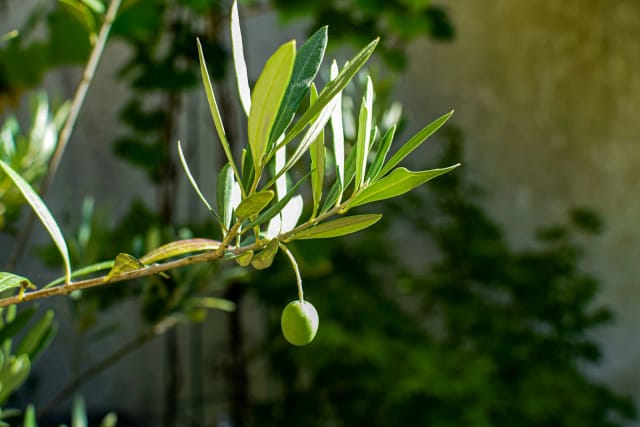 Lanzamos Aceite Herencia: primer día de cosecha 2025
