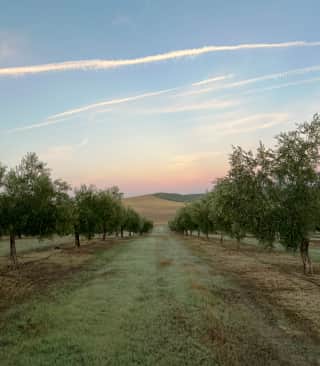 Aceite Herencia - Aceite de Oliva Virgen Extra de Úbeda, Jaén - Directo desde Úbeda · Primer día de cosecha · Calidad superior