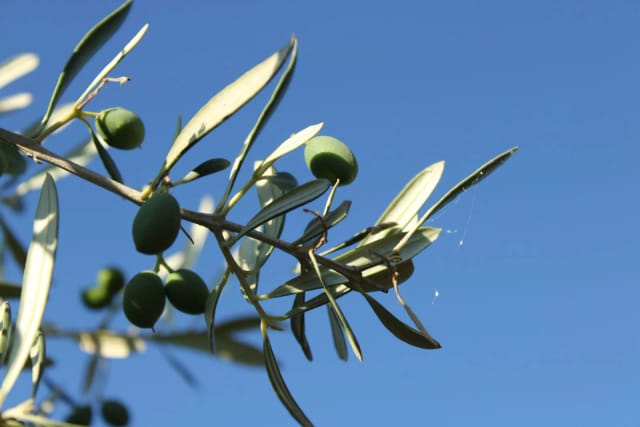 Beneficios del Aceite de Oliva para la Salud: Guía Científica 2025
