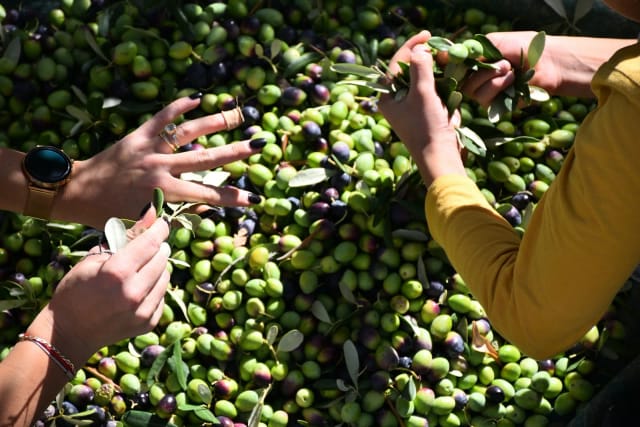 Proceso de Elaboración del Aceite de Oliva: De la Aceituna al Oro Líquido