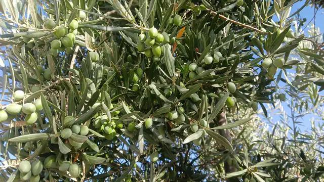 Green olives on the branches of an olive tree before harvest