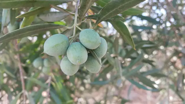 Close-up of green olives on an olive branch