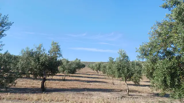 Rows of olive trees in an olive grove