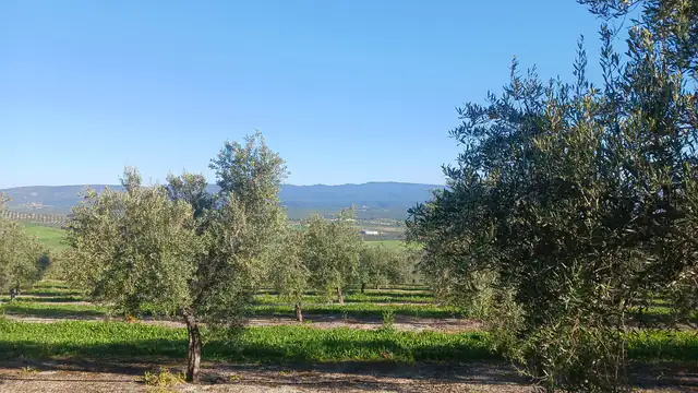 Olivar con cubierta vegetal verde entre las calles y la sierra al fondo