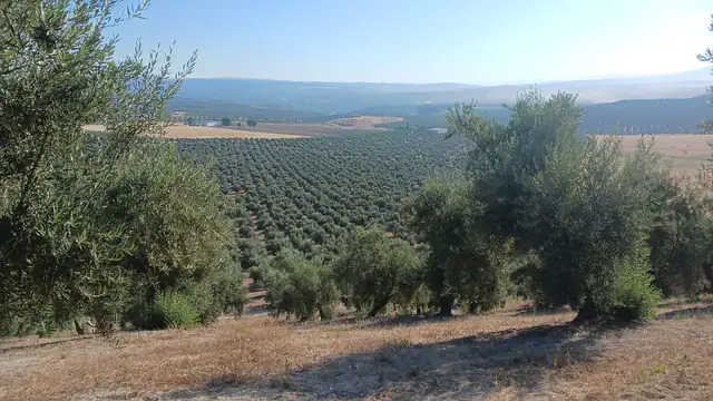 Vista del olivar de Aceite Herencia en Úbeda