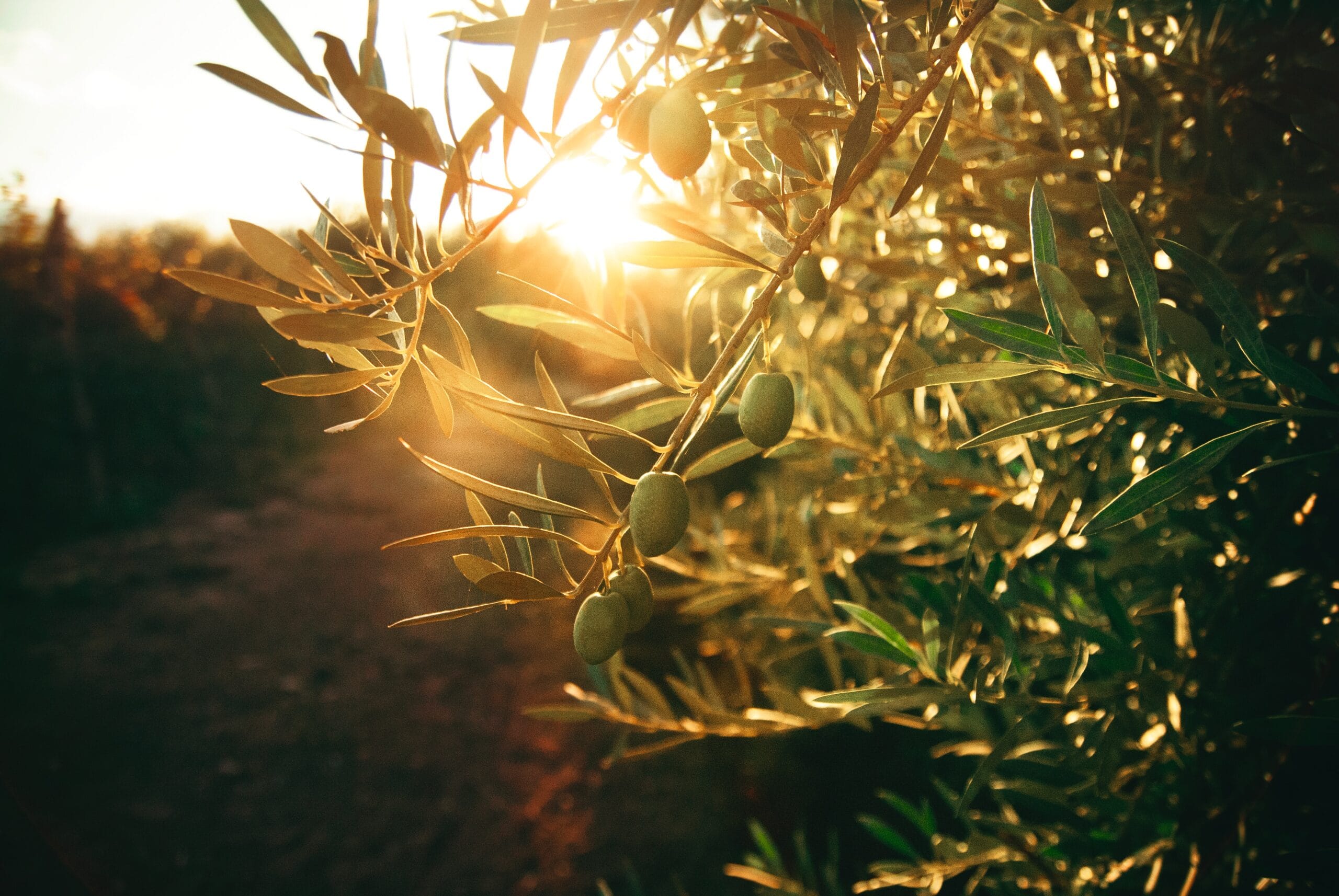 Aceite Herencia - About us