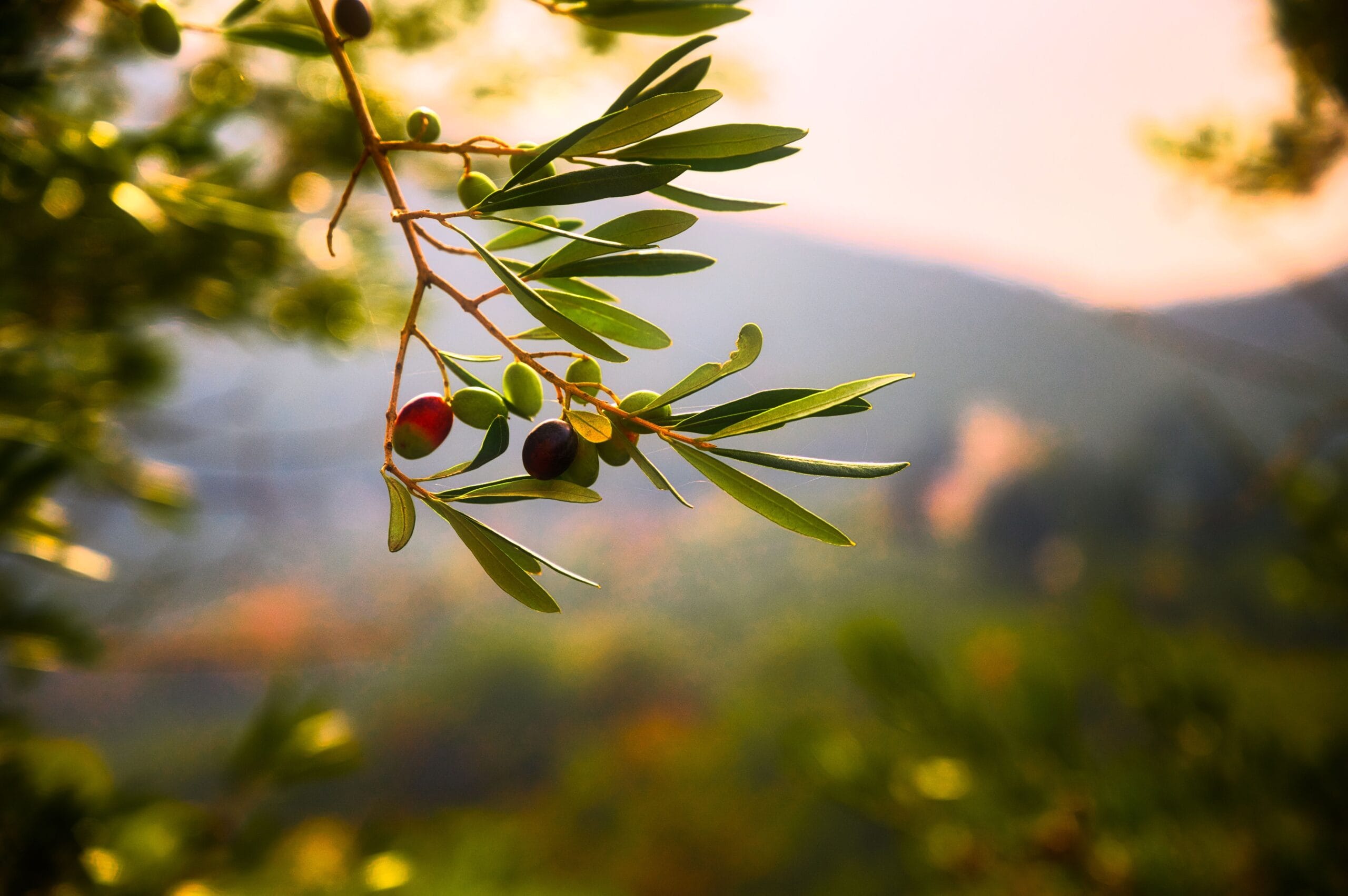 Olive grove at sunset