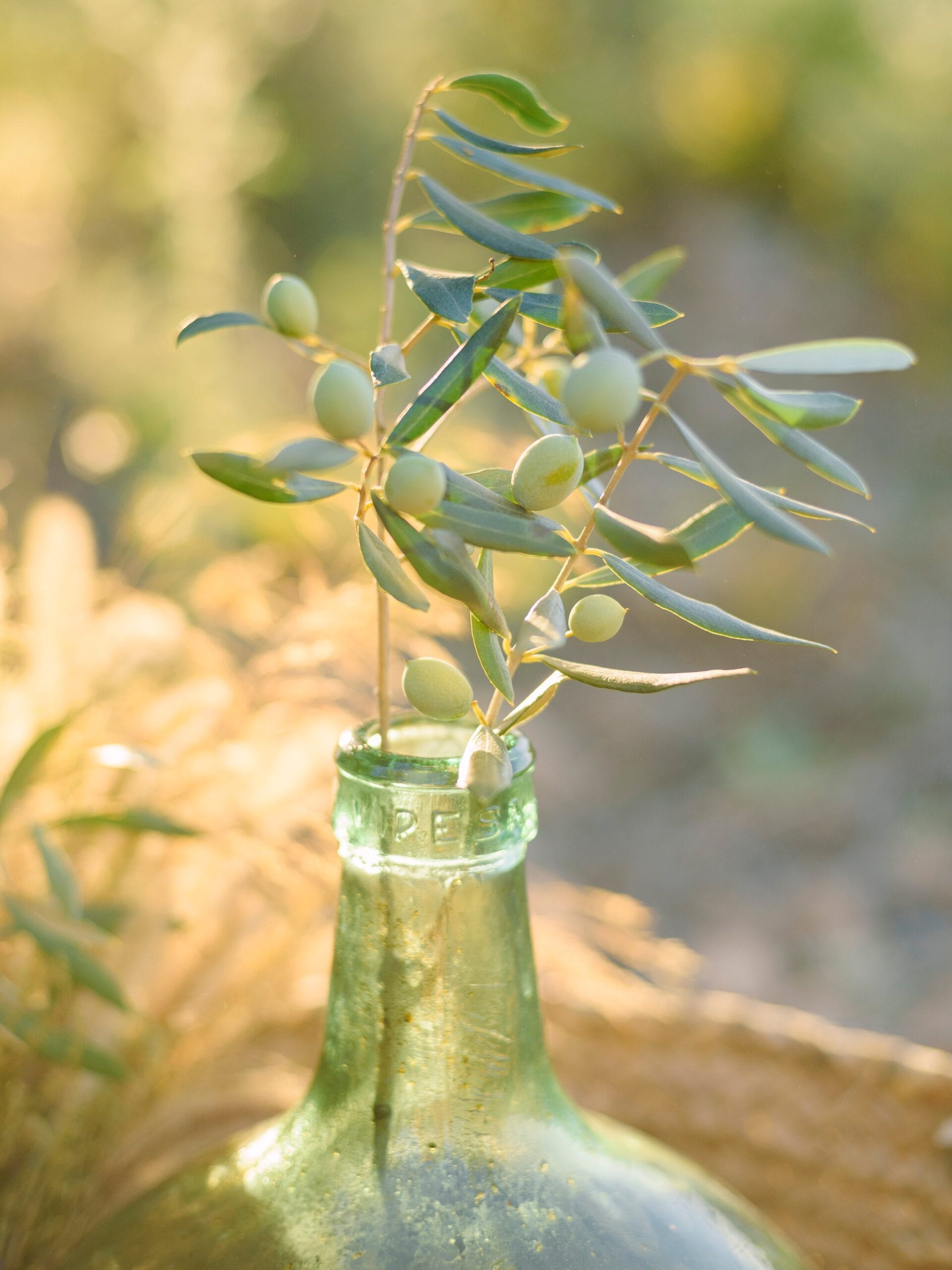 Los mejores aceites de oliva de 2025: guía de compra