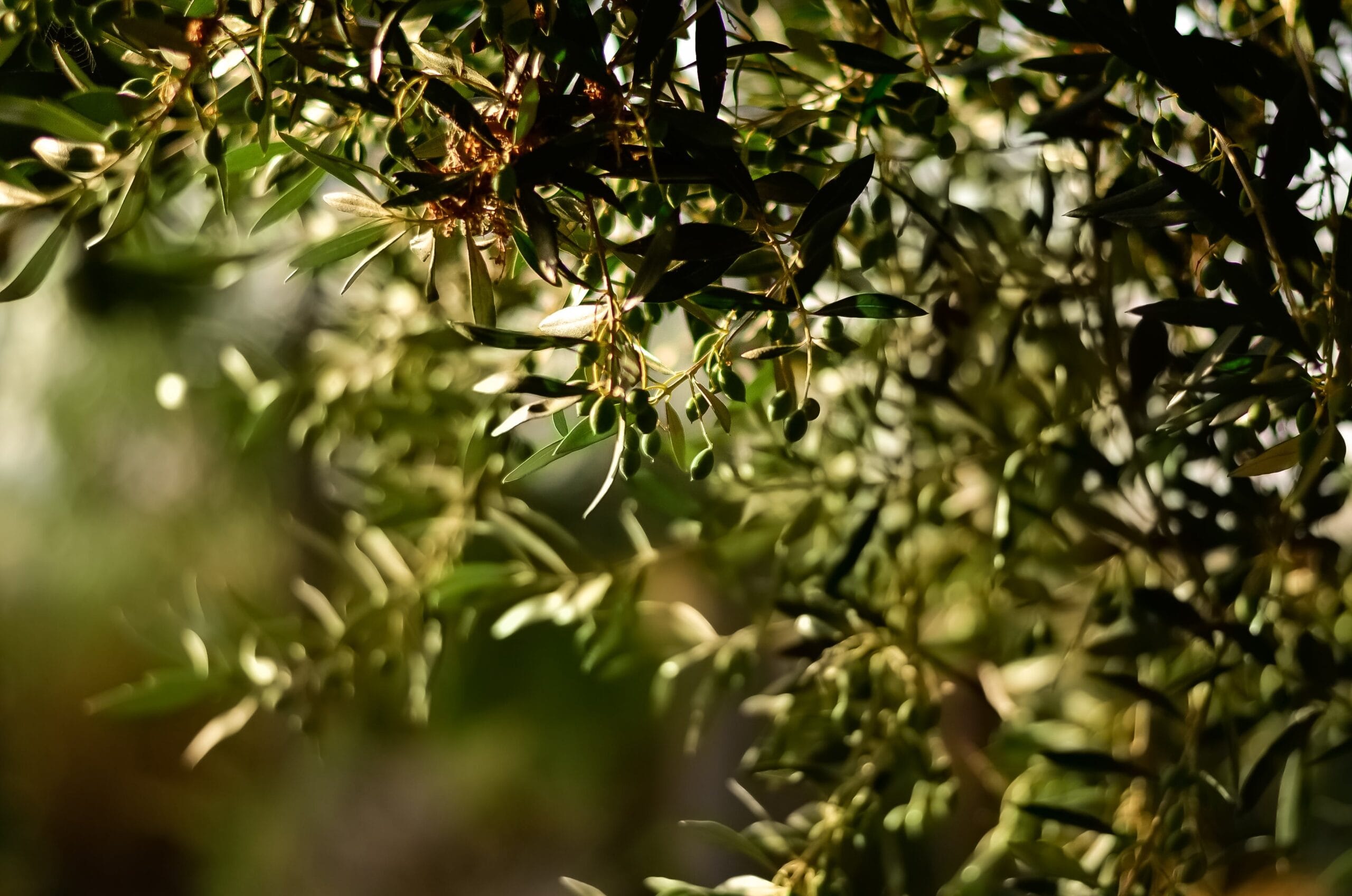El proceso de elaboración del aceite de oliva: del olivar a tu mesa