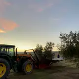 Tractor en el olivar al amanecer
